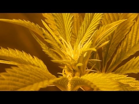 Day 10 Flowers 600 Watt HPS