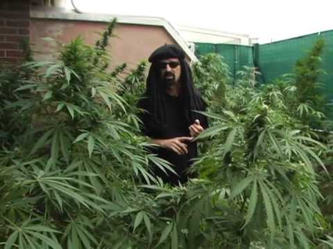 Jorge Cervantes' Ultimate Marijuana Grow 3