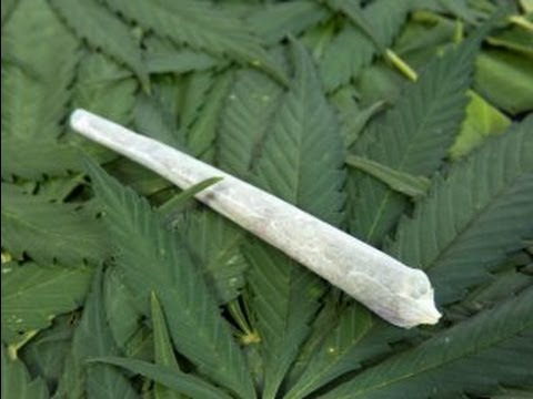 Silicon Valley Stoners