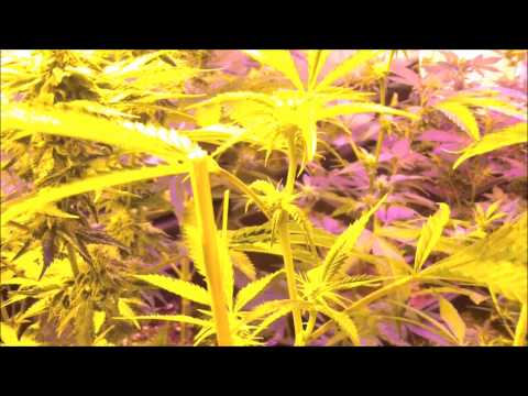 Marijuana Powdery Mildew Problems