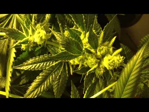 Flower Room B Day 42 ( Tahoe OG Kush Bx2 Cali Connection)