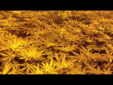 UW Purple Kush Redemption Grow Day 14
