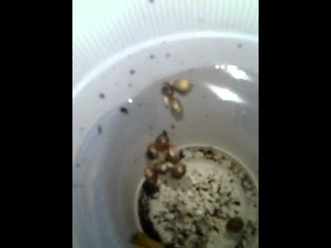 growing weed, pot, marijuana