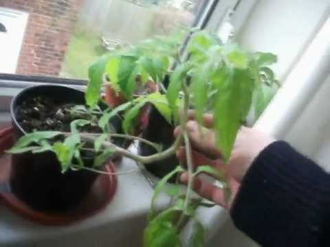 Salvia Divinorum and Datura plants