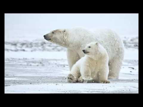 Why A Chimp Smuggled Between Sacks Of Marijuana Is Not A Joke