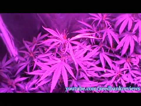 LED Ready Marijuana Breeding Project