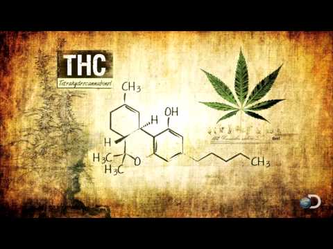 Quest for Medical Marijuana | Weed Country