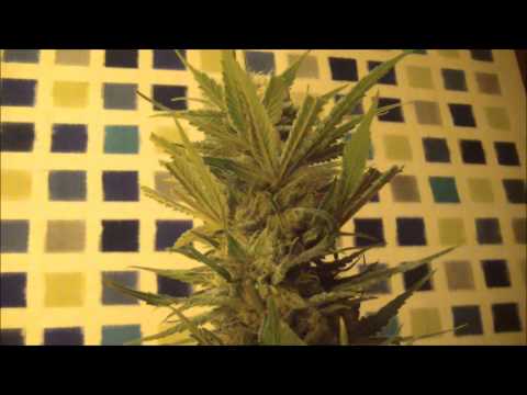 Grape God Marijuana Harvest Session