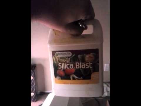 Grow room pre-setup (W/ seedlings )