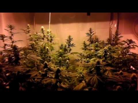 3000 Watts - 6 Strains - First Grow