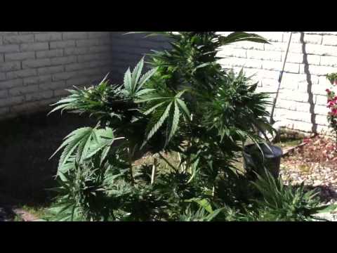 Growing Marijuana outdoors with maxigro and maxibloom