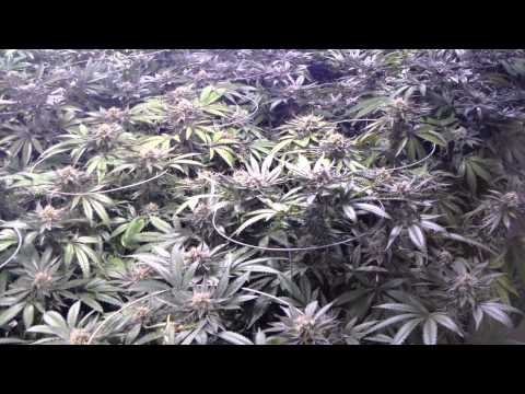 UW Purple Kush Redemption Grow Day 42