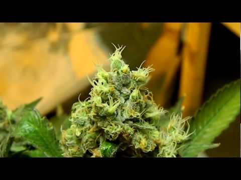 Medical Garden Update