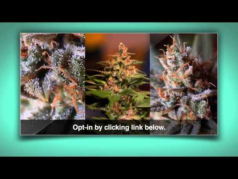 What is Cannabis? Marijuana buds at their sticky best.