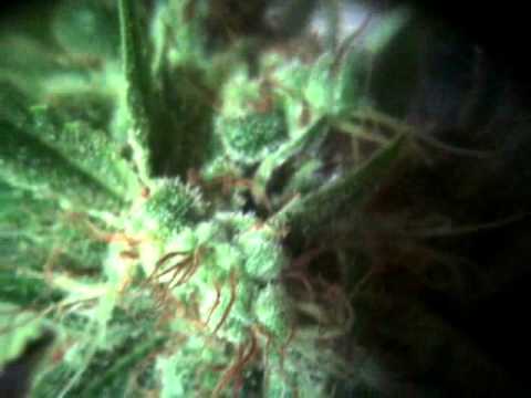 Strawberry cough wk9