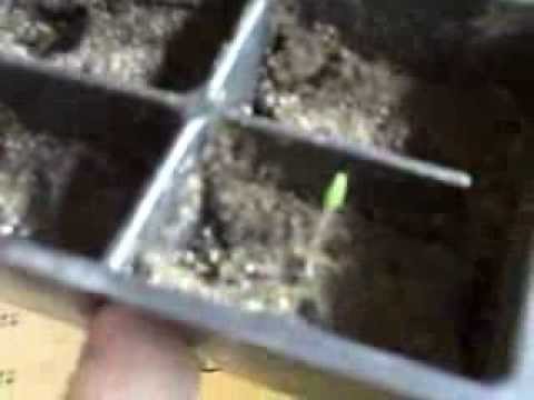 Reganite71 Inspired me to make Cheap Grow box