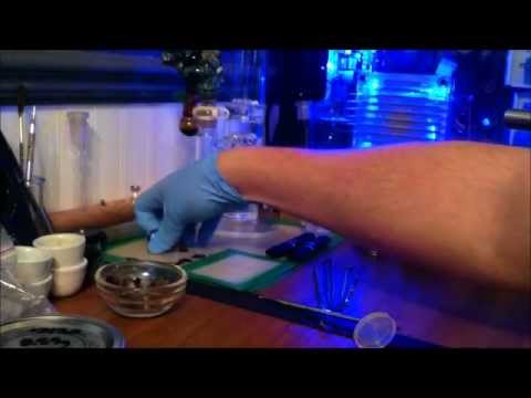 Grow Update / Transplanting / Hash & Extract Talk