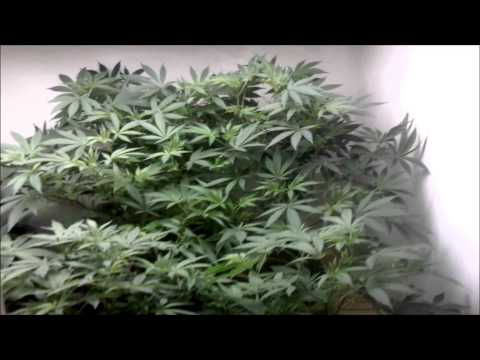 The marijuana closet update