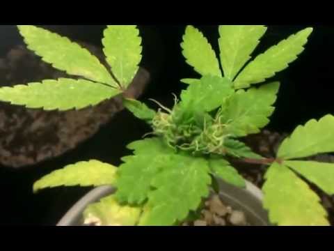MINI marijuana plant (6 weeks from seed)