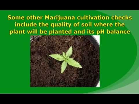 Marijuana Cultivation steps to Follow