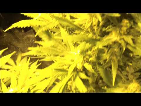 When And How To Harvest Marijuana