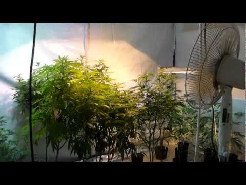 Veg Update - Moms, and 2k sc veg update