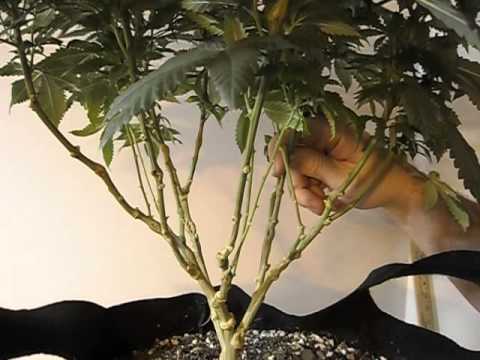 Lollipopping ~ 2 Weeks before Flip too Flower