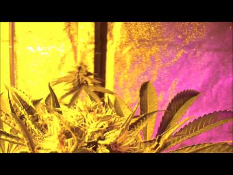 Marijuana Grow Report Kush n Cheese