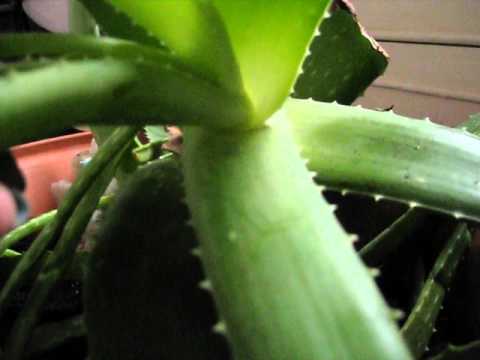 Update On My Large Aloe Vera Plant That I Repotted