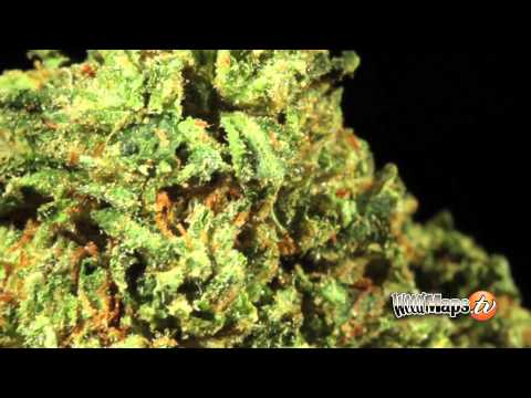 The Most Beautiful Flowers in the World - Cannabis Indica, Sativa & Hybrids