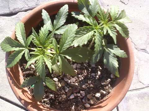 one month veg. endeavor (33 days)