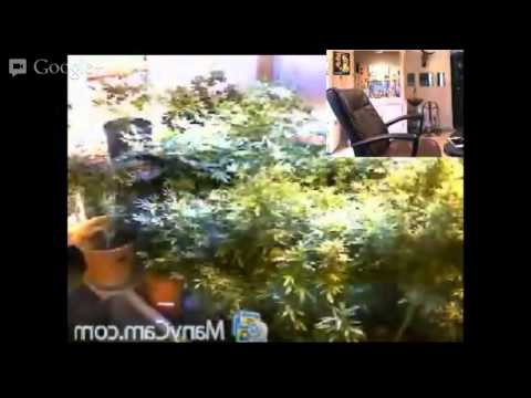 Watch my medical cannabis grow LIVE!!