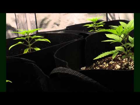 Marijuana Growth Timelapse
