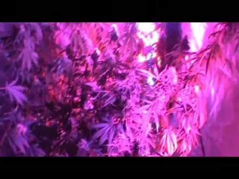Poison Genetics Gettin VERTICAL LED Style Thanks To GROWBLU