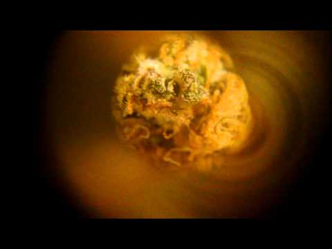 Strawberry Cheesecake Medical Marijuana Micro Bud!