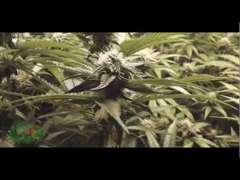 Season 2: Day 28 Flower Update