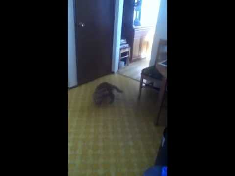 Cat Running Around With Something Stuck To Its Tail