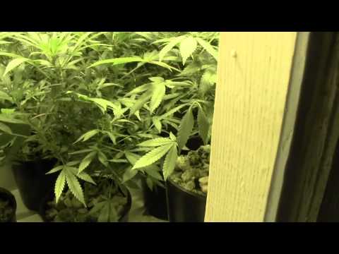 Day 14 flower multi strain grow