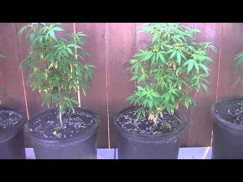 flowering old mother plants