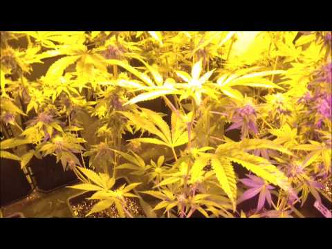 DNA Genetics LA Woman