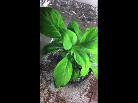 Salvia Divinorum aka Diviner's sage