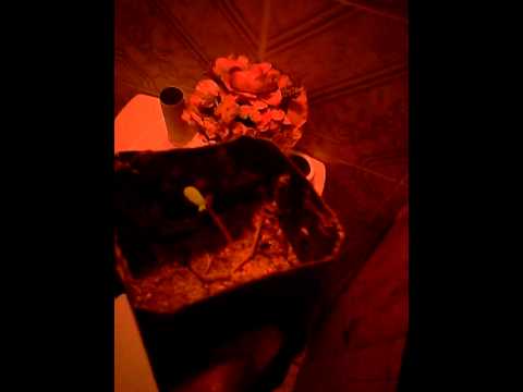 Weed plant seedling #2