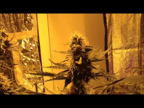 O.G. Kush Almost Done Flowering