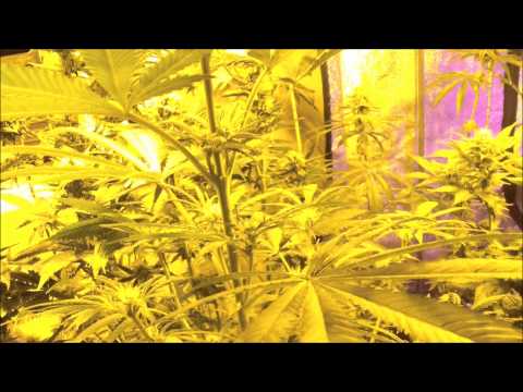 Nirvana Seeds Wonder Woman