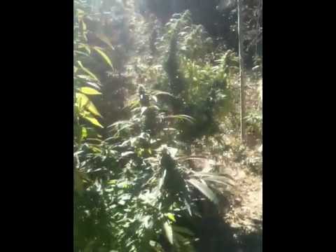 LILLY X BROWNDIRTSREVENGE September 2012, BC BUD