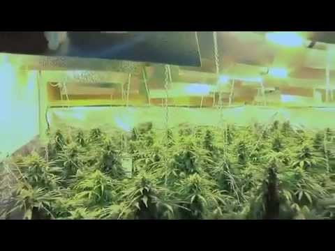 Police video: Cannabis growing houses