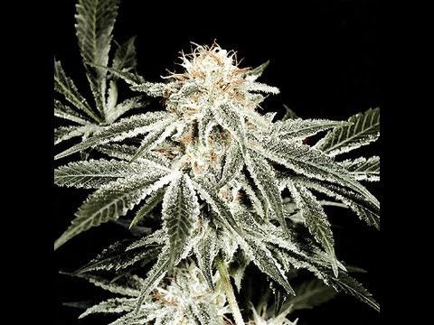 Top 10 MARIJUANA strains