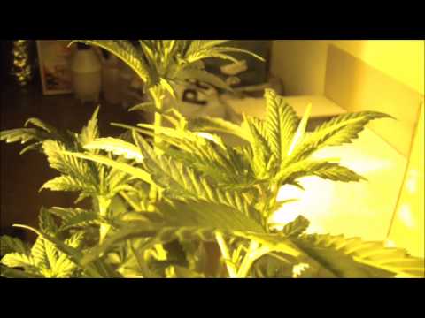 Dinafem Seeds Dinachem Marijuana Grow Report