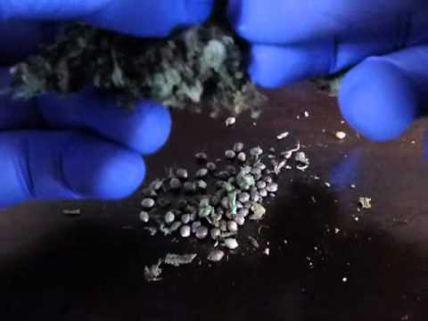 Harvest Cannabis Seeds With Hy-Gro-Hybrid