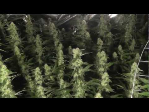 Hydroponic Medical Marijuana Grow - Sour Diesel - OG Kush - G-13 Day 38